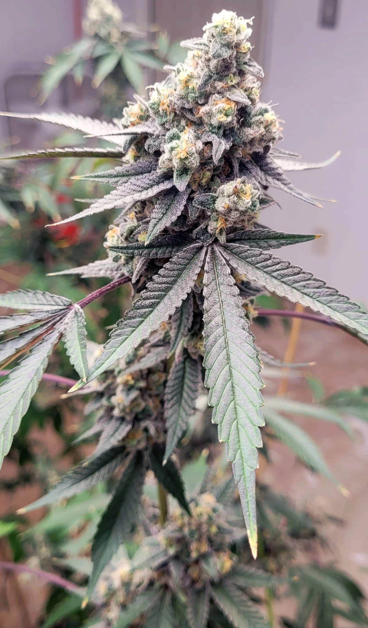 UAV (Alien Mints [Cap Junky] x Gush Mints) - Image 4