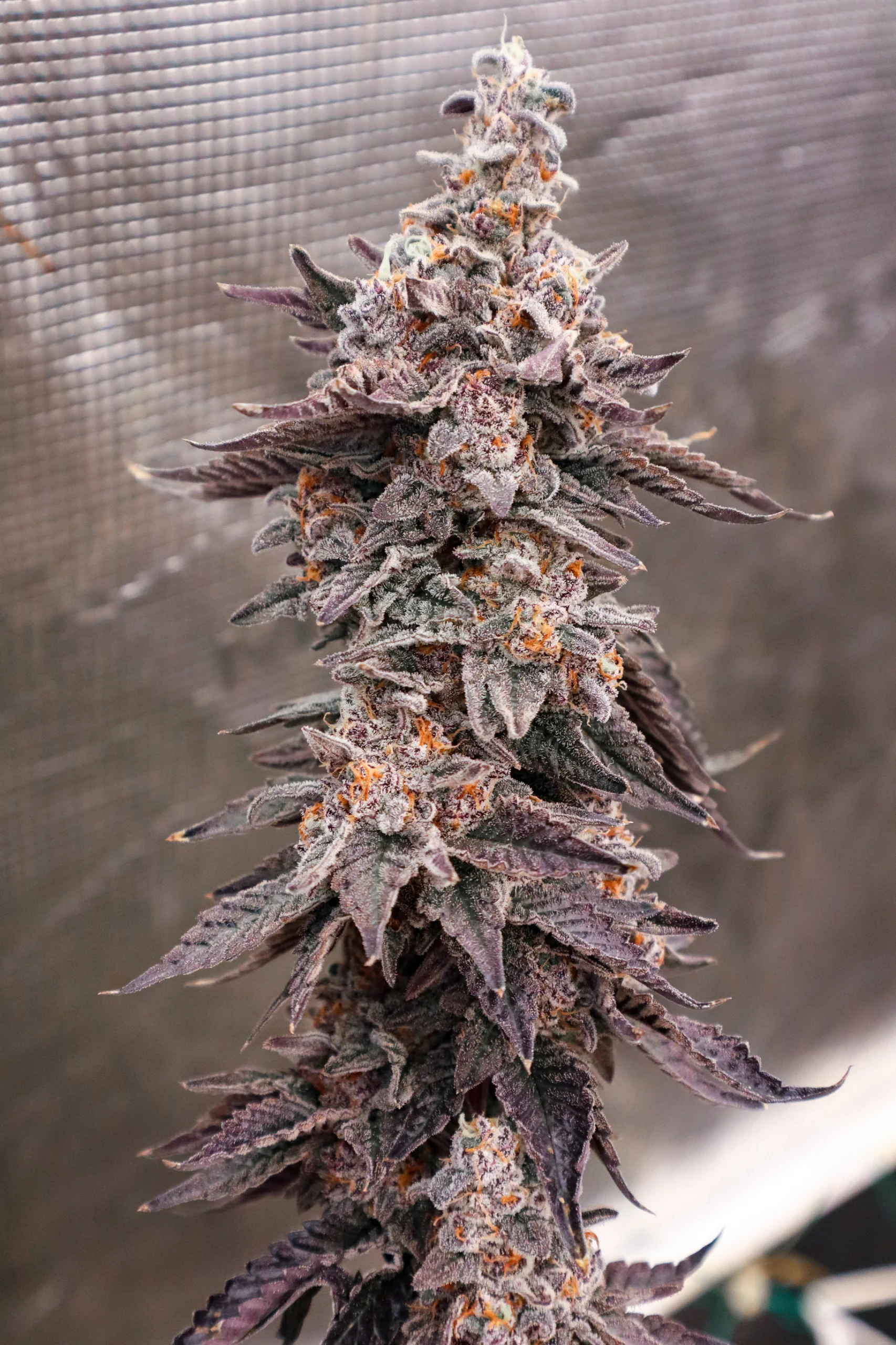 Red Rum (Red Pop x Gush Mints)