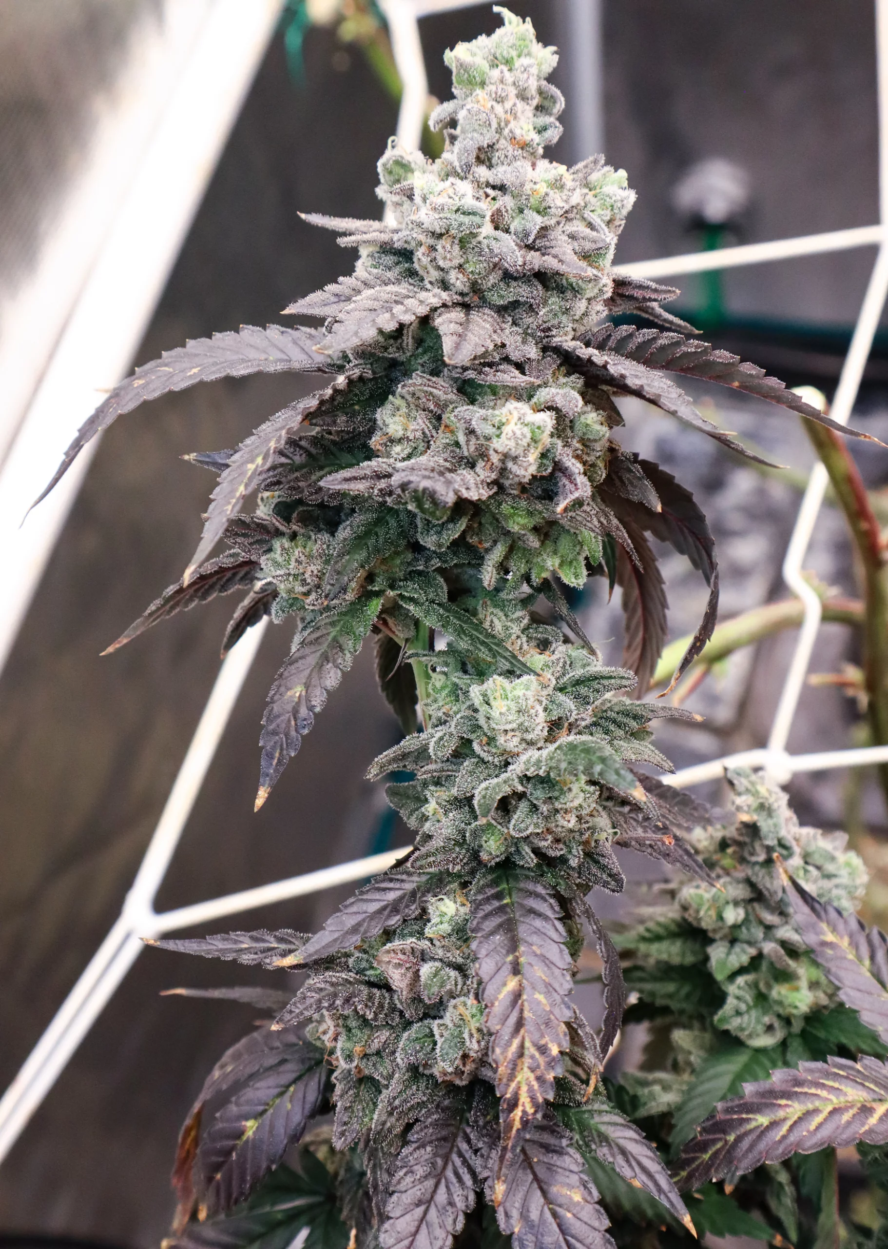 UAV (Alien Mints [Cap Junky] x Gush Mints) - Image 3