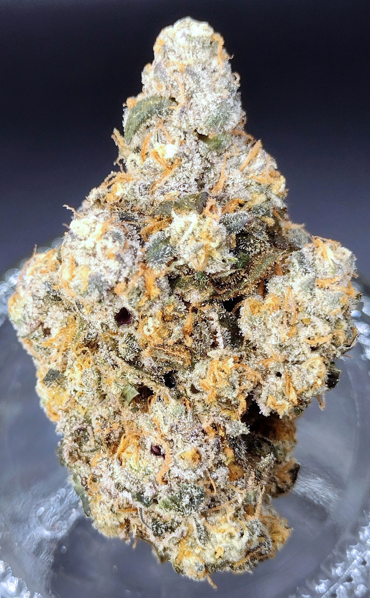 Fruit Salad (Apples & Bananas x Gush Mints) - Cannabis Seeds and Clones ...