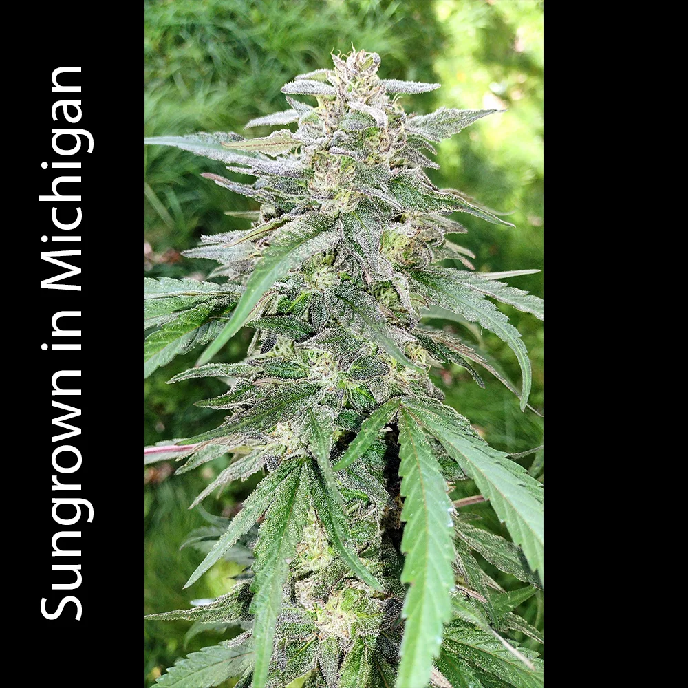 Crazy Train (Trainwreck x Gush Mints) - Image 4