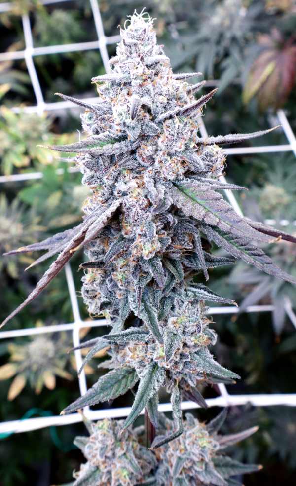 Fire Mints (Dante's Inferno x Gush Mints) - Image 3