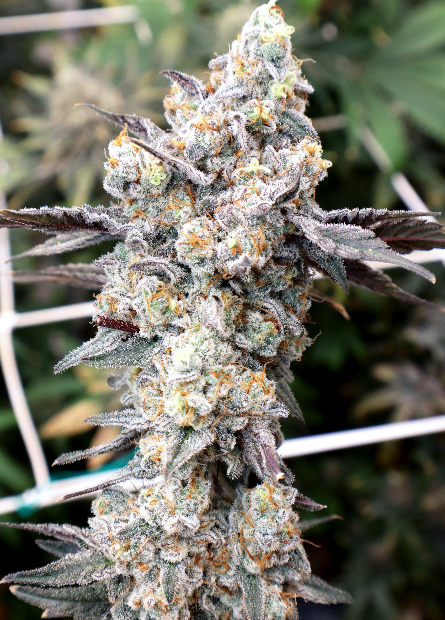 Fire Mints (Dante's Inferno x Gush Mints) Cannabis Seeds and Clones