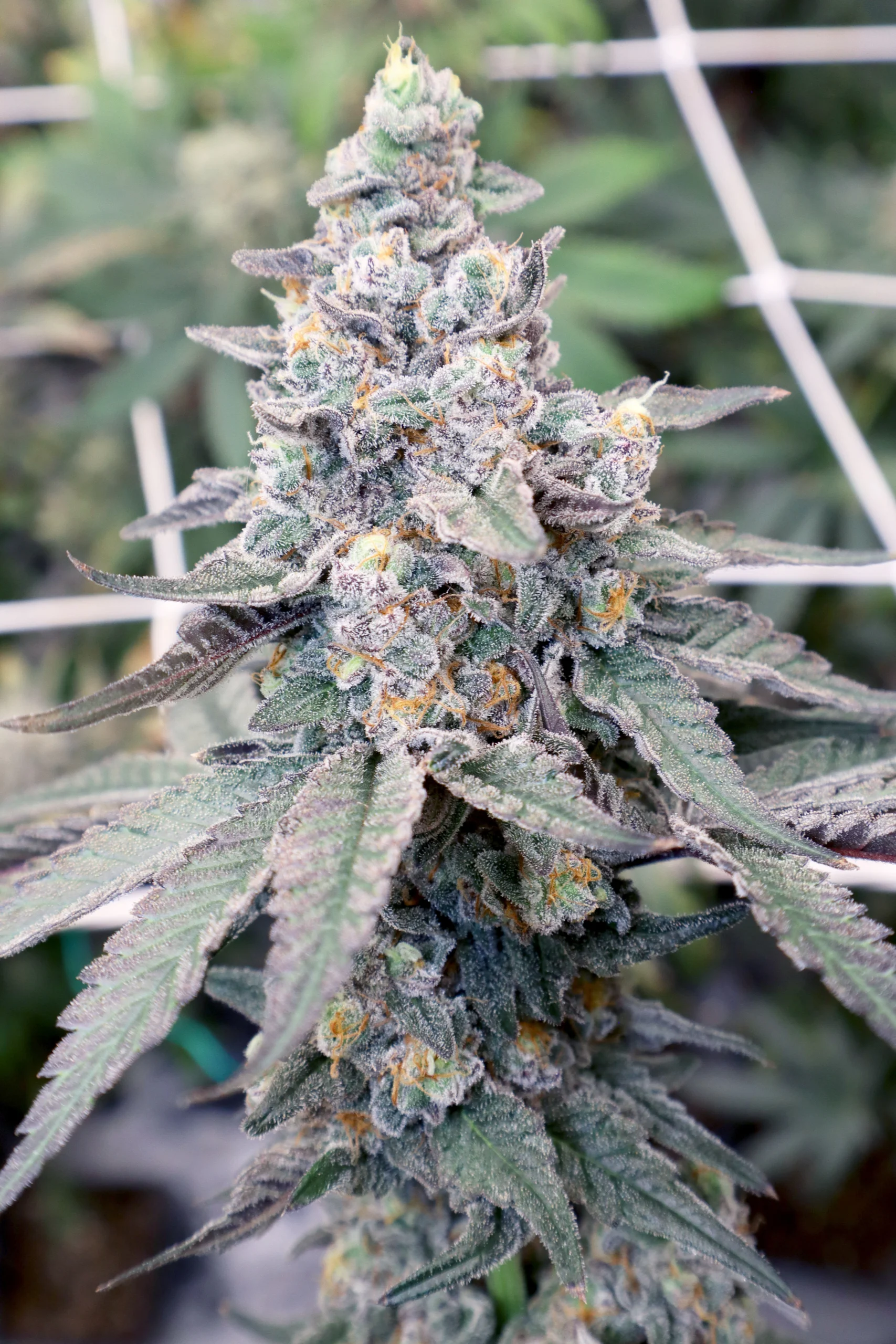 Red Rum (Red Pop x Gush Mints) - Image 6