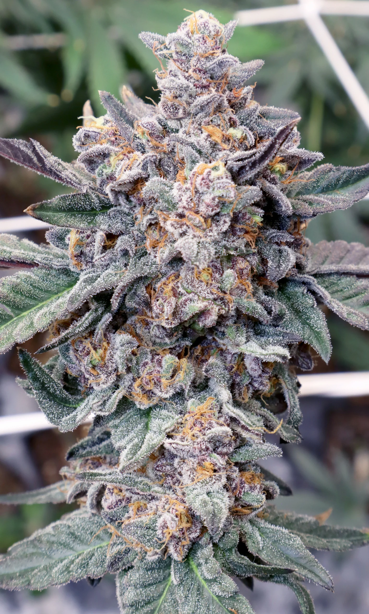 Red Rum (Red Pop x Gush Mints) - Image 3