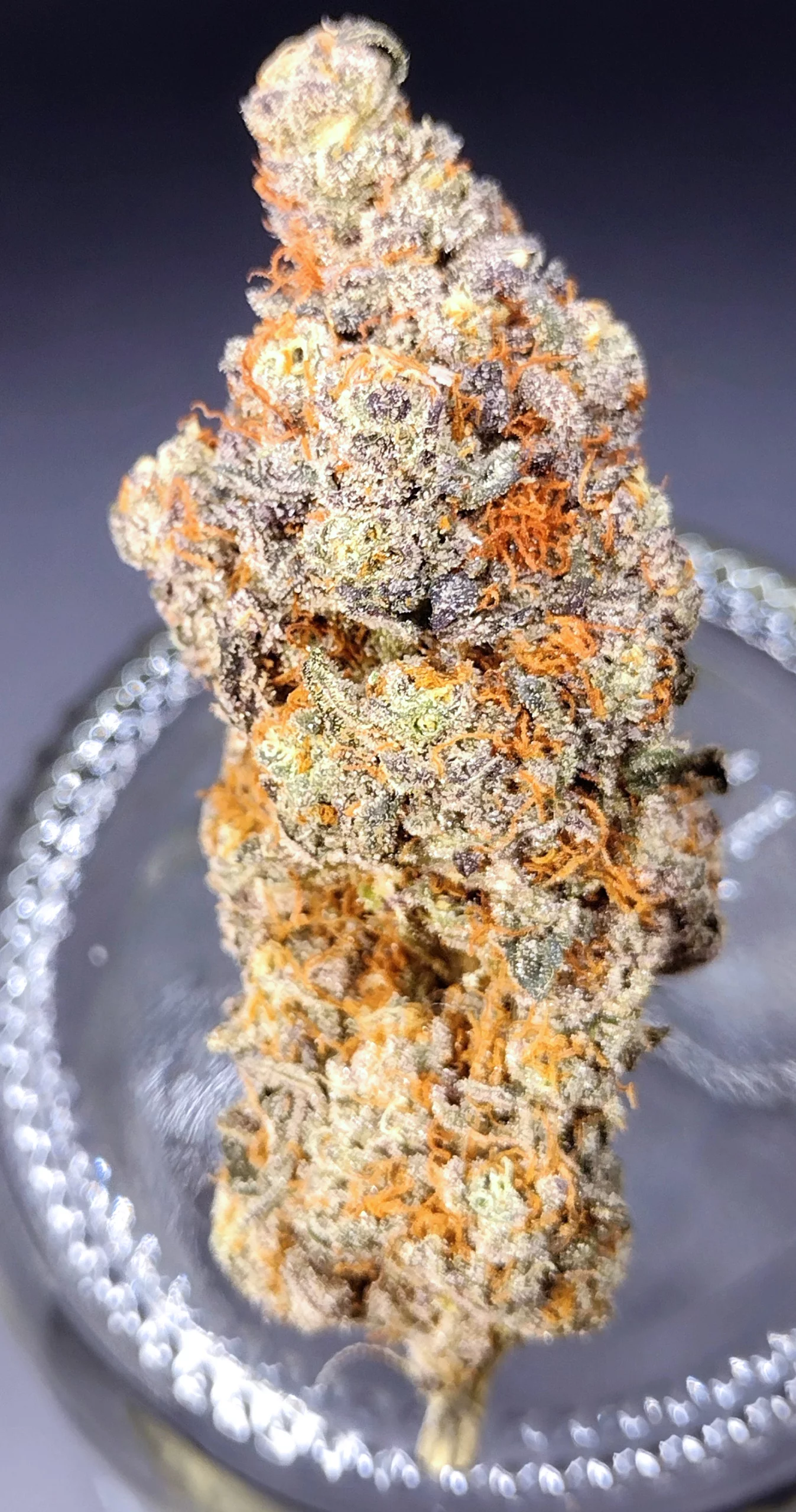 Flame Thrower (Strawberry Gary x Gush Mints)