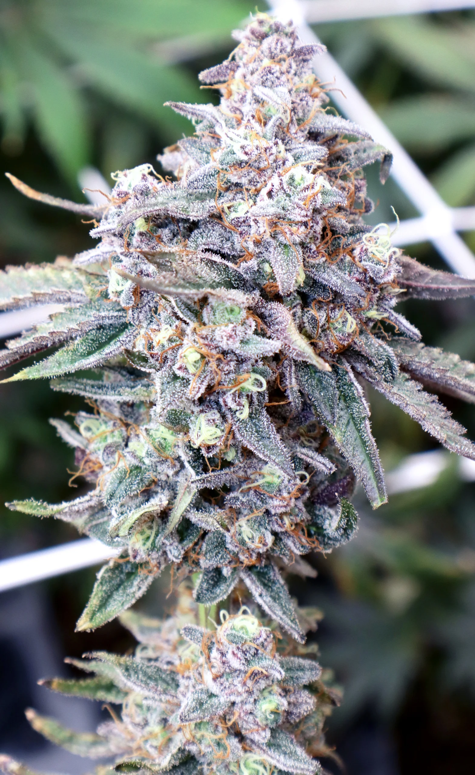 Flame Thrower (Strawberry Gary x Gush Mints) - Image 4