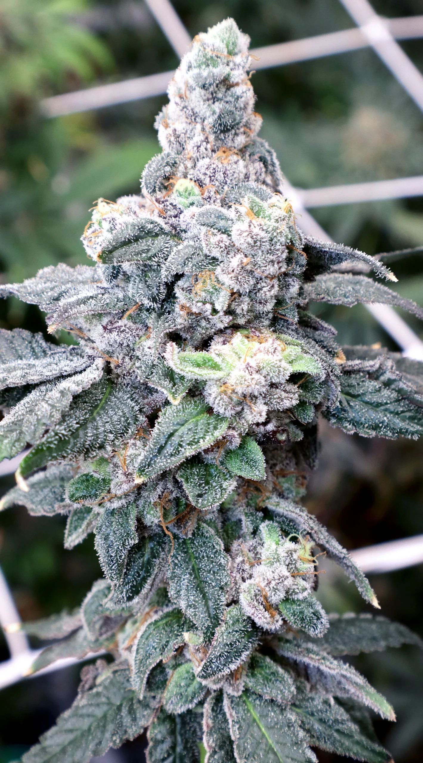 Flame Thrower (Strawberry Gary x Gush Mints) - Image 2