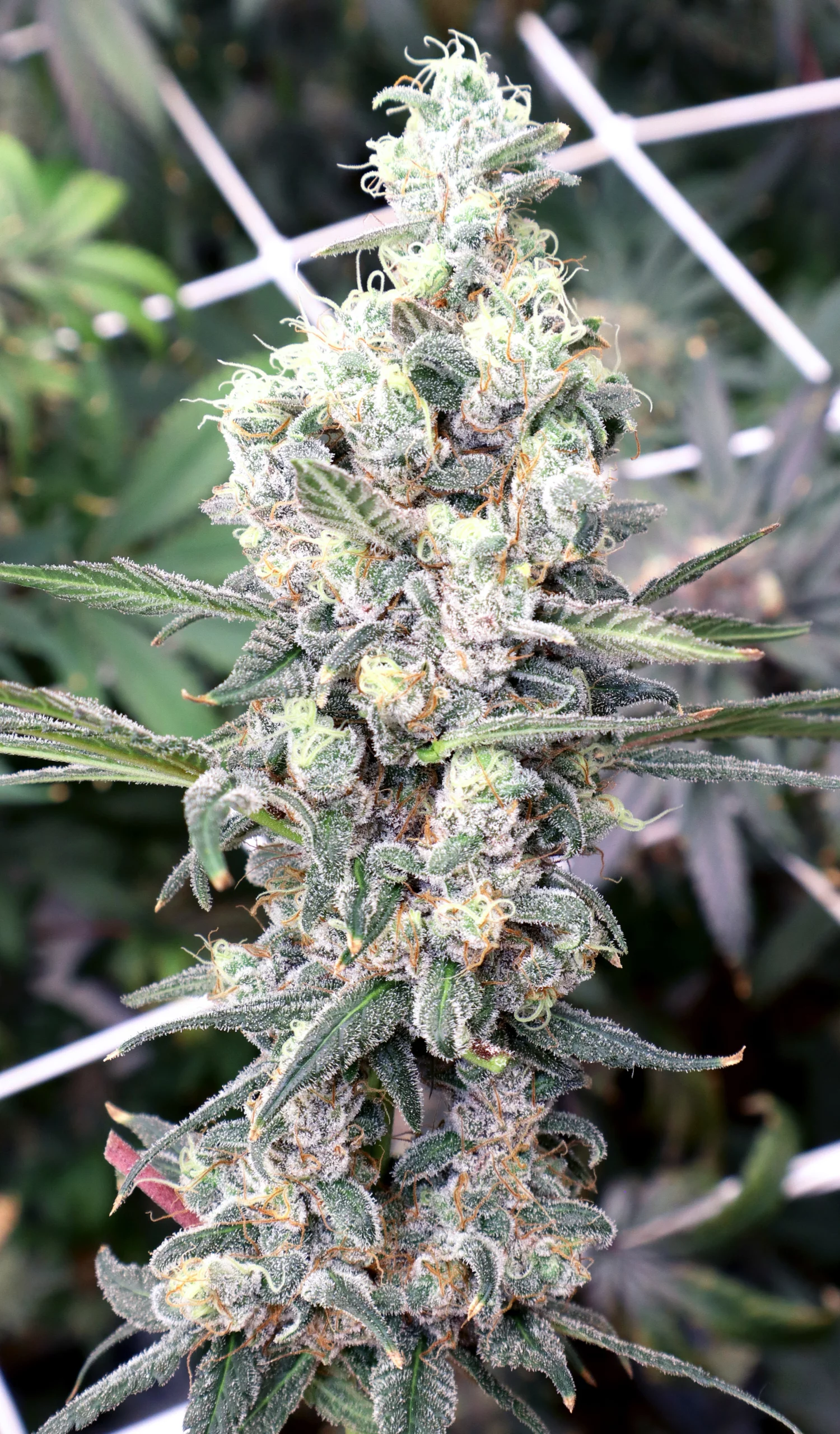 Crazy Train (Trainwreck x Gush Mints)