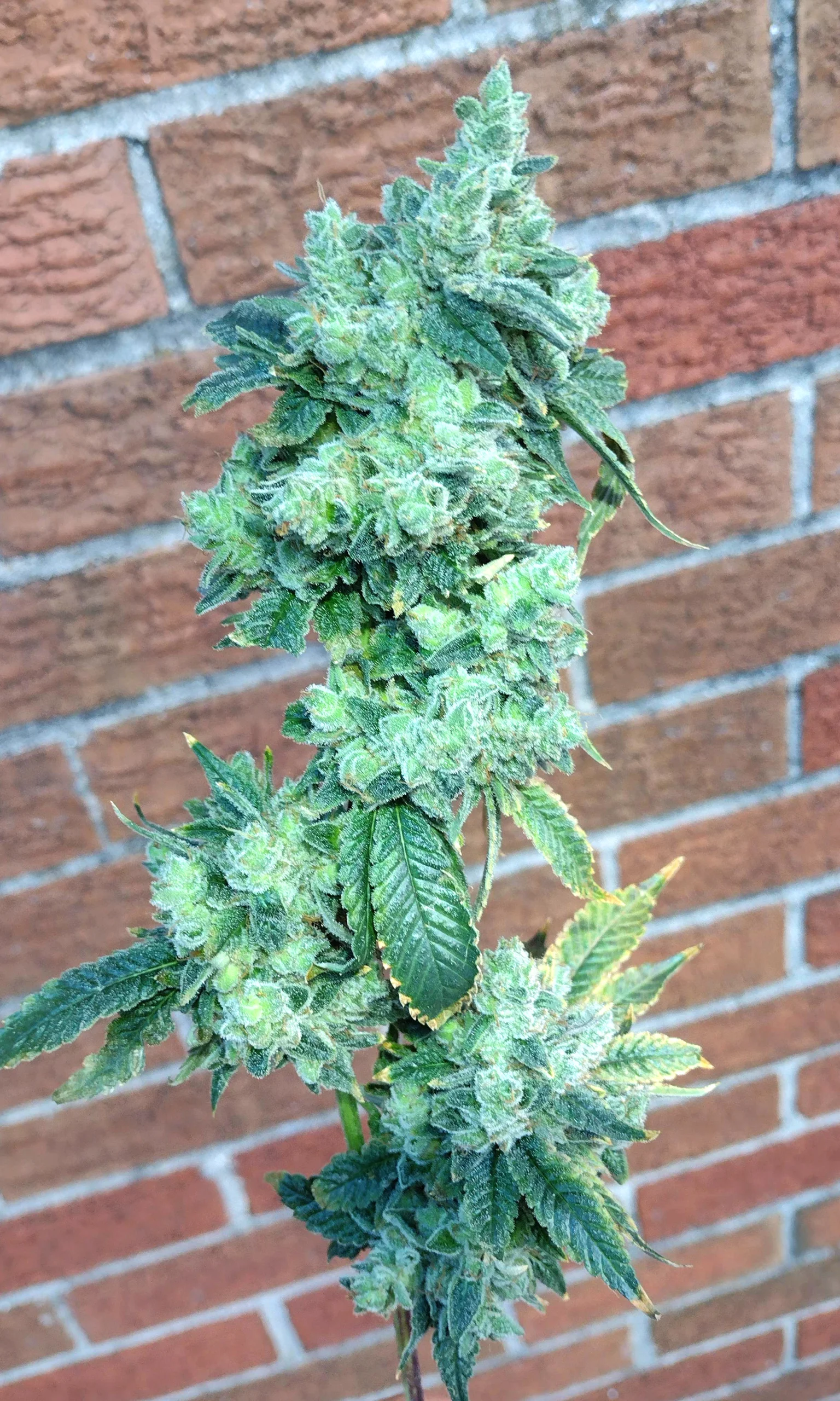 Gorilla Glue #4 [Clone] - Image 3