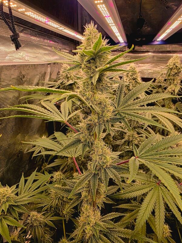 Gorilla Glue #4 [Clone] - Image 4