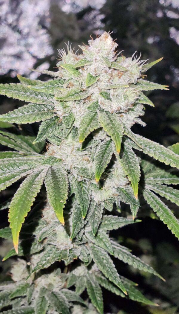 Gorilla Glue #4 [Clone]
