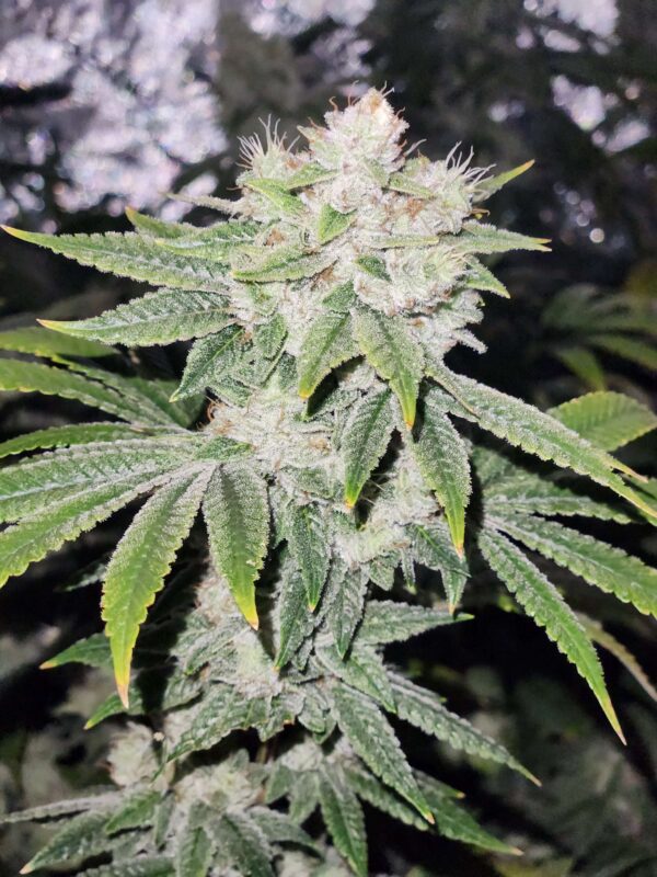 Gorilla Glue #4 [Clone]