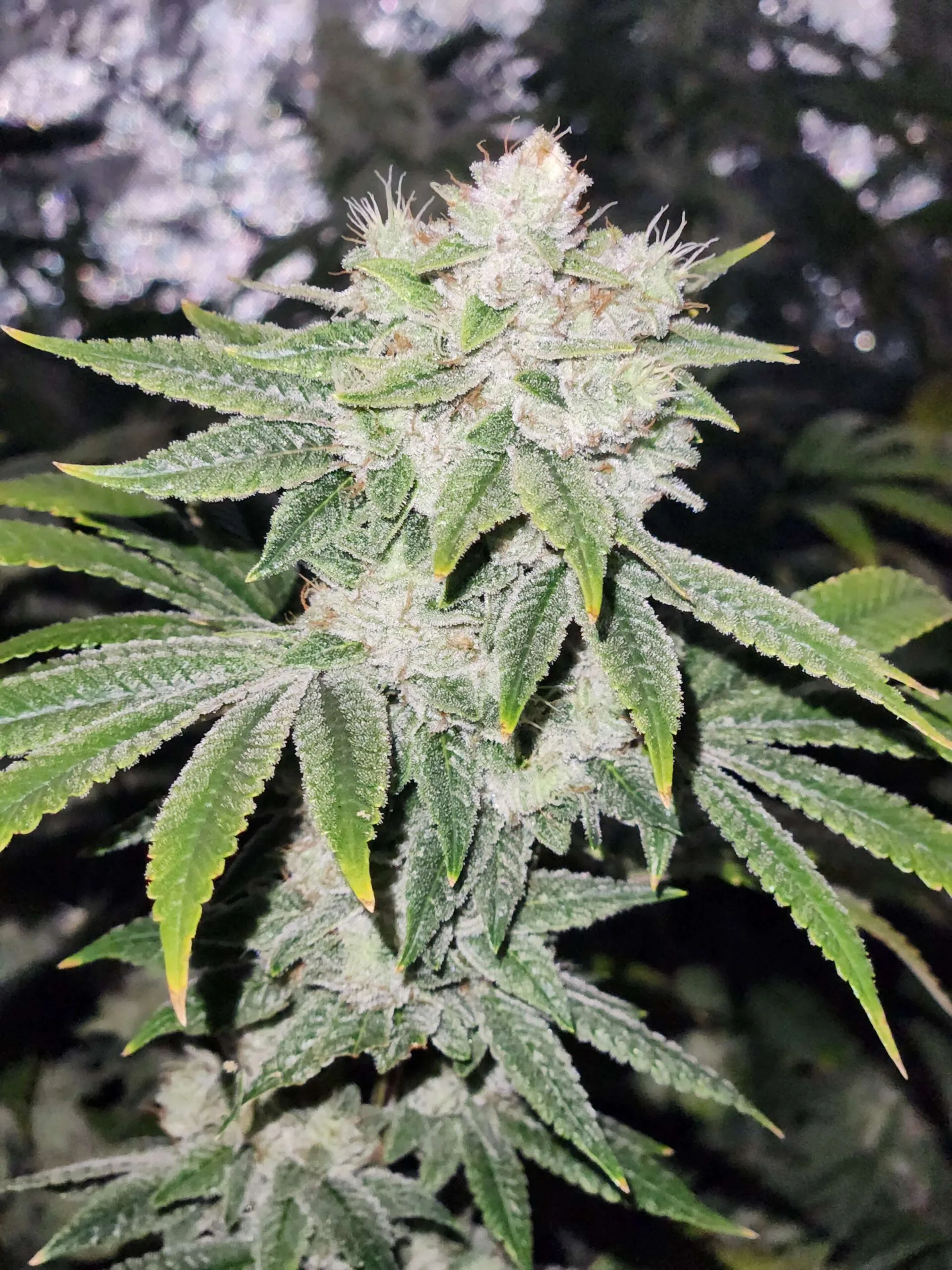 Gorilla Glue #4 [Clone]