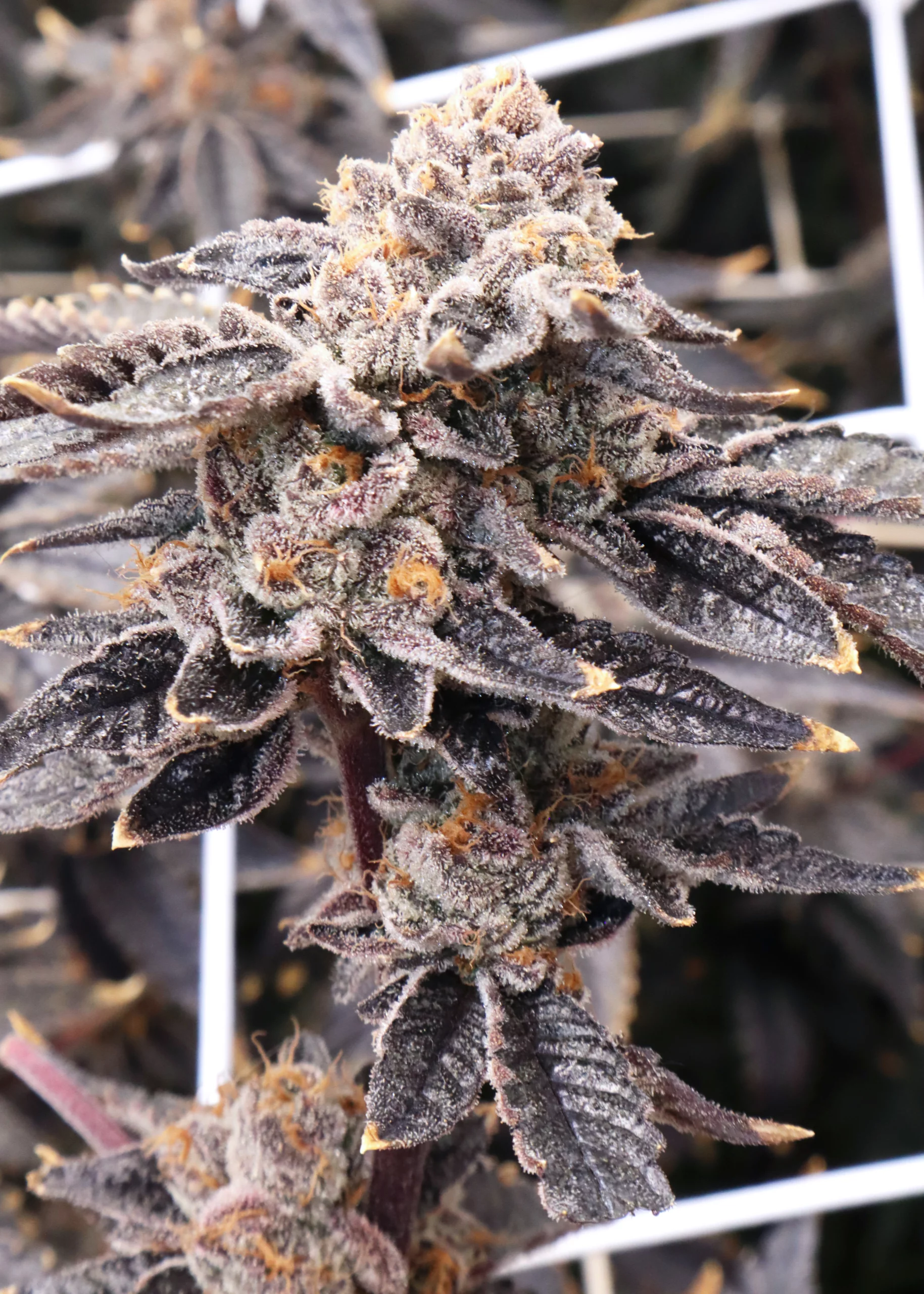 Girl Scout Cookies (Thin Mint Cut) [Clone] - Image 2