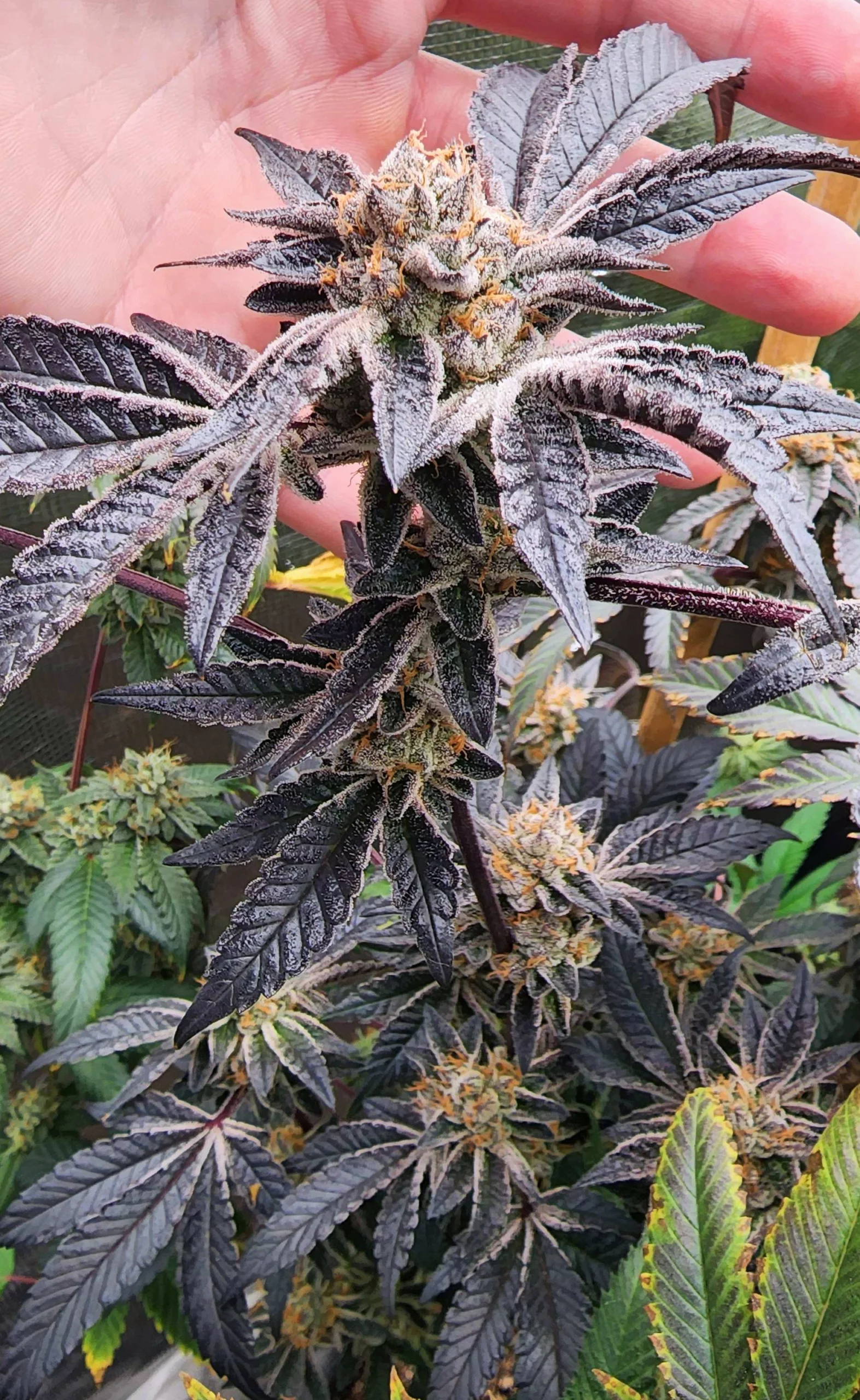 Girl Scout Cookies (Thin Mint Cut) [Clone]