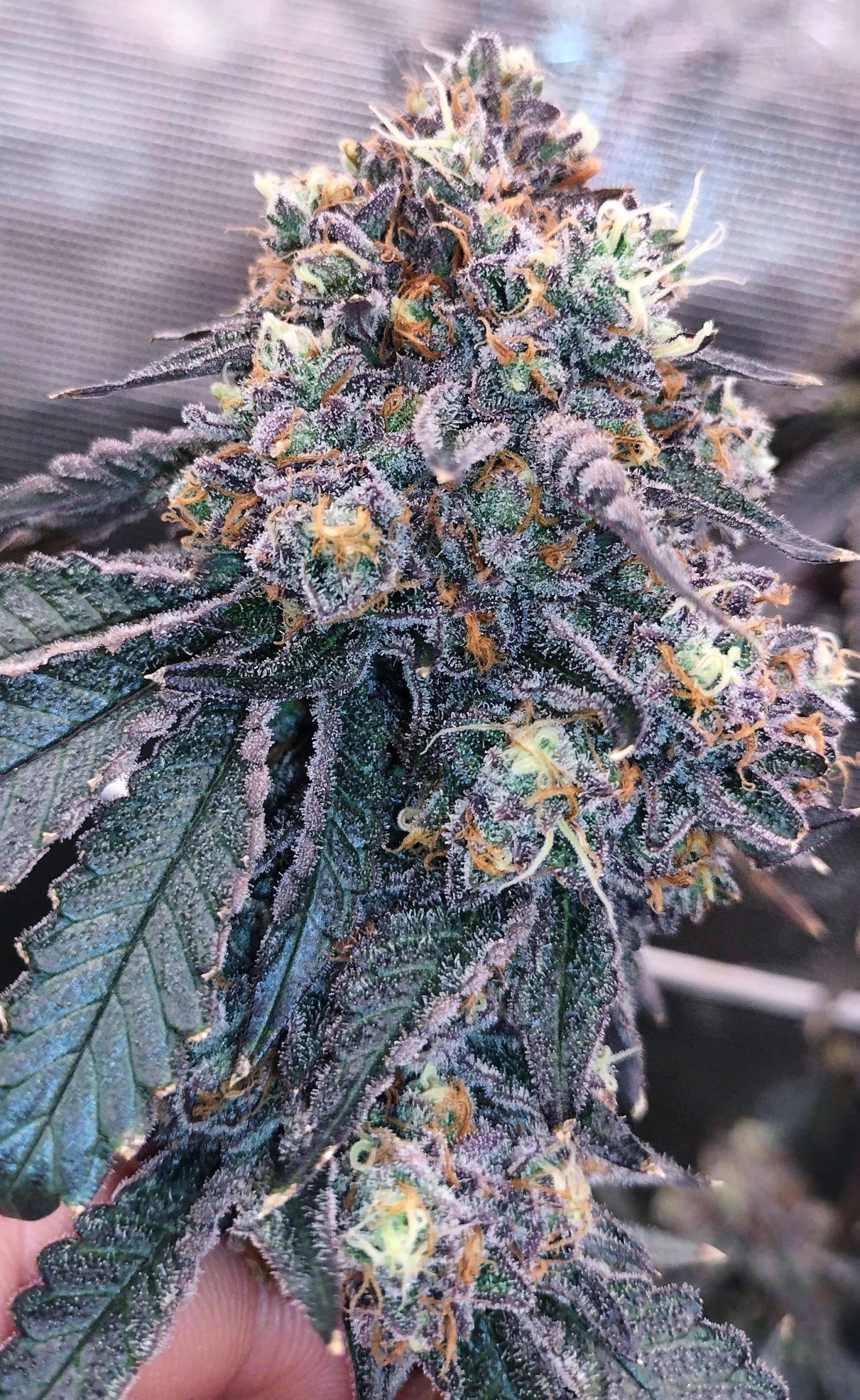 RS-11 [Clone] - Image 4