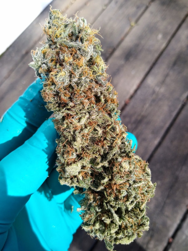 Trainwreck [Clone] - Image 2