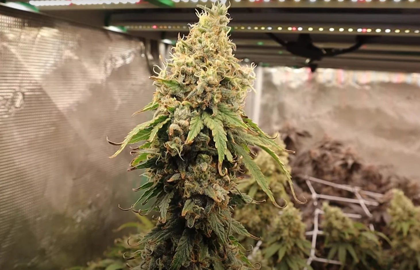 Trainwreck [Clone] - Image 7