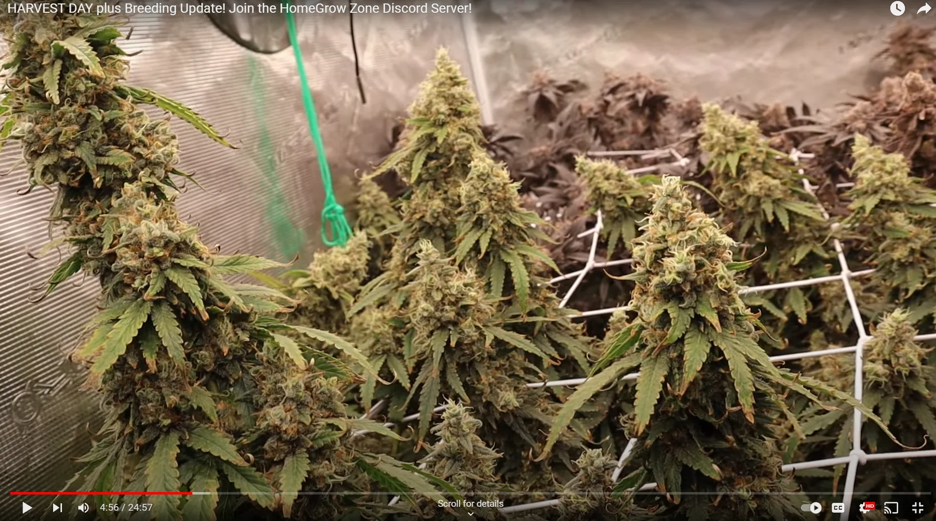 Trainwreck [Clone] - Image 6