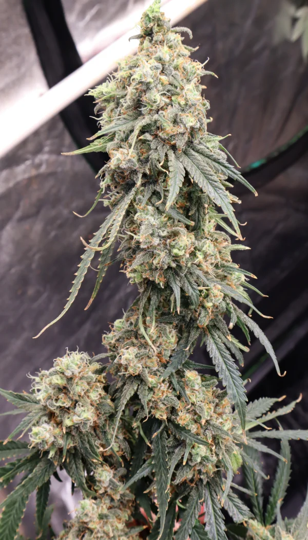 Trainwreck [Clone]