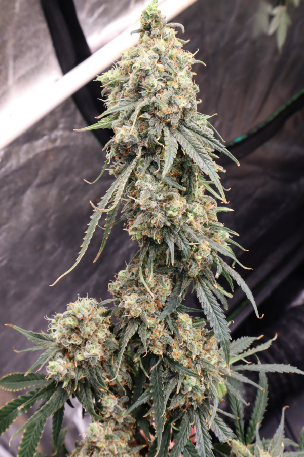 Trainwreck [Clone]