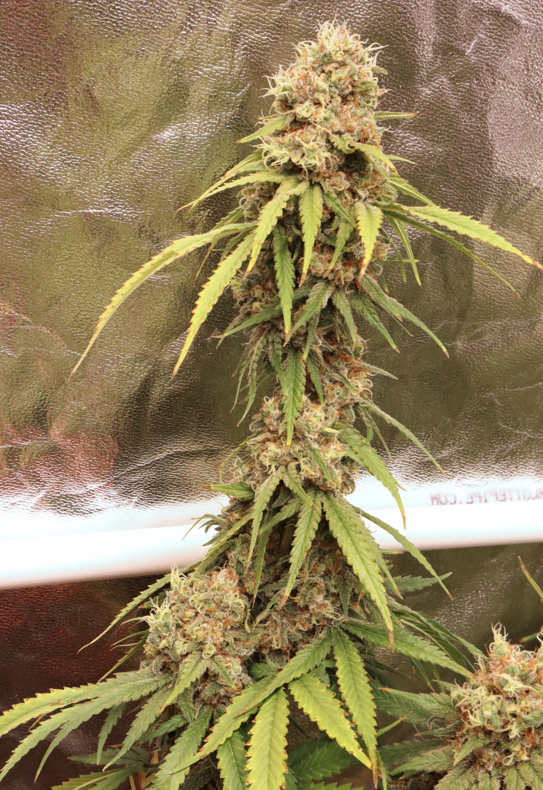 Trainwreck [Clone] - Image 3