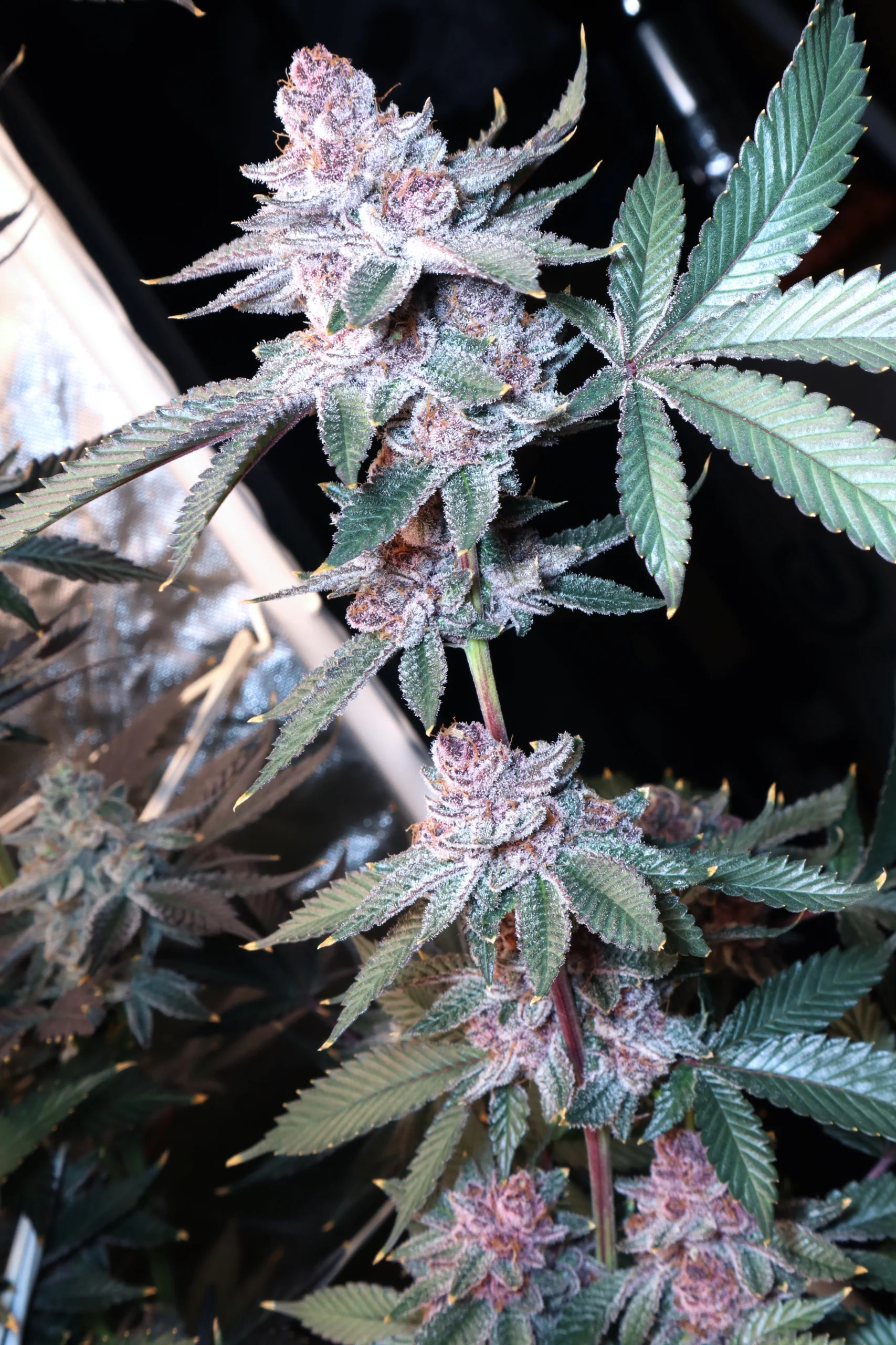 Tropicana Cherry [Clone] - Image 4