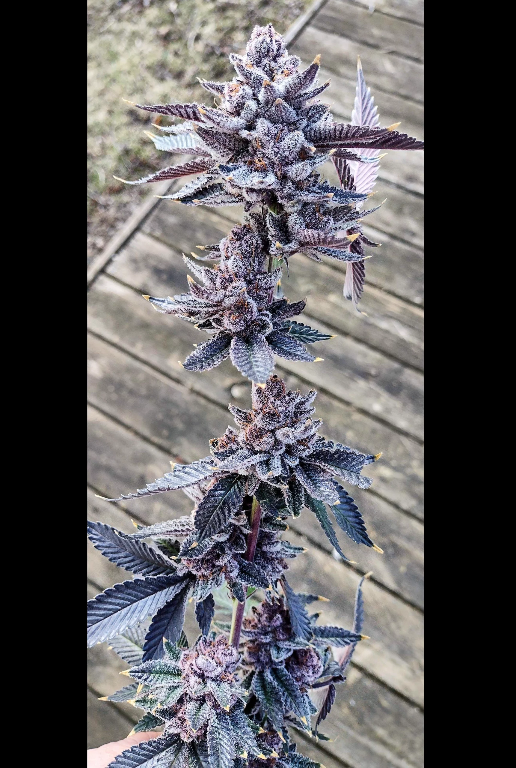 Tropicana Cherry [Clone] - Image 3