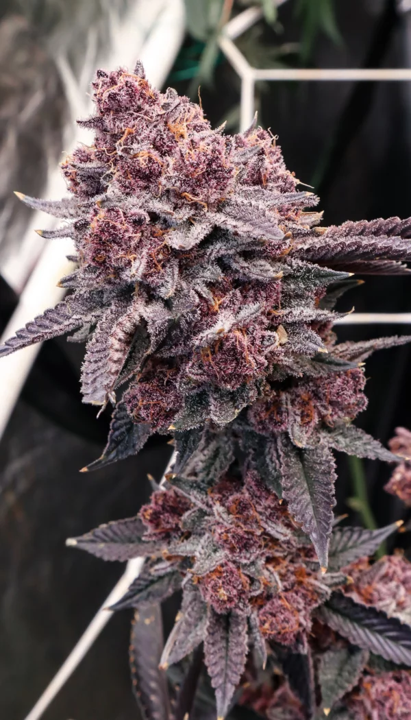 Tropicana Cherry [Clone]