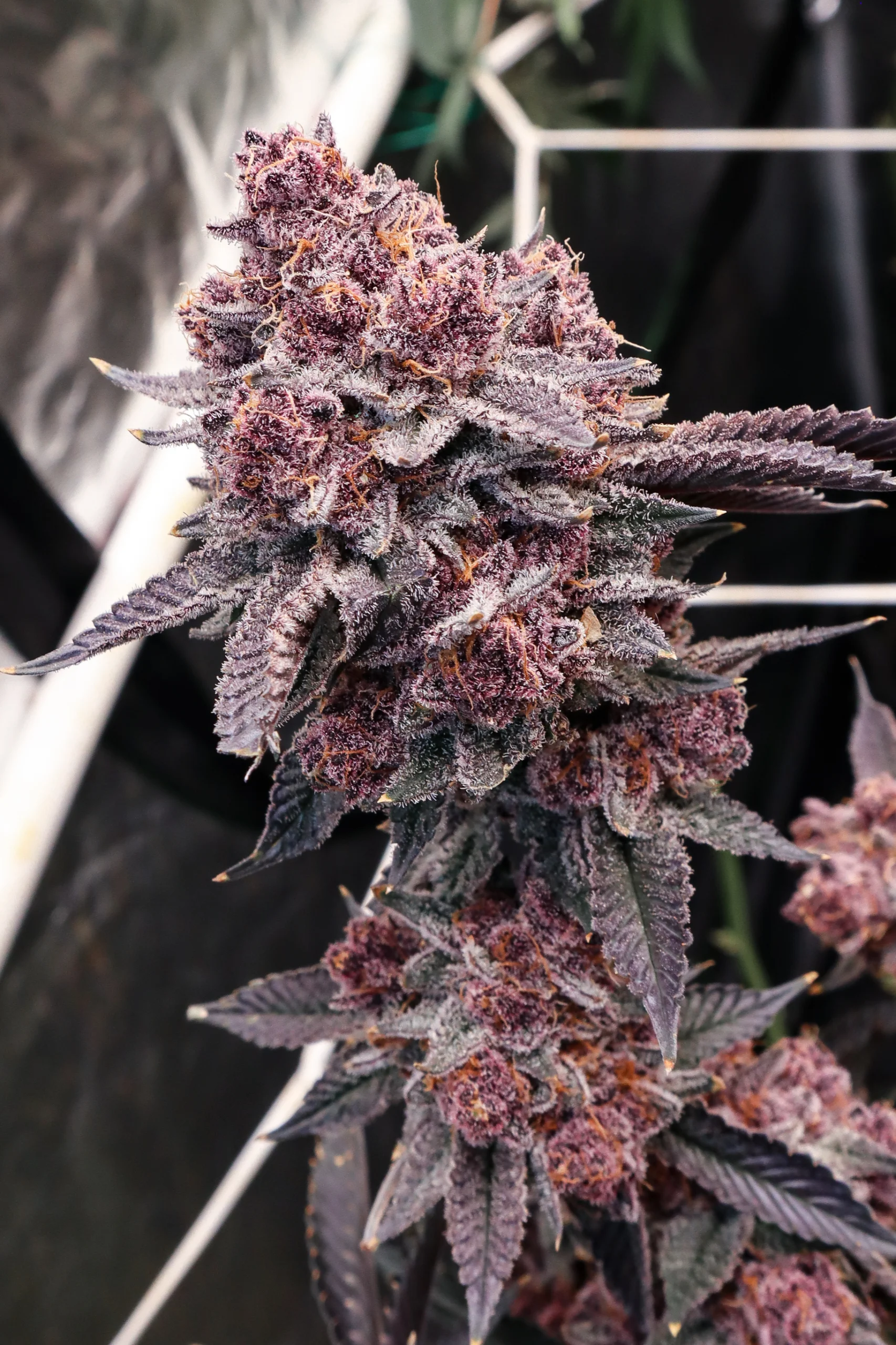 Tropicana Cherry [Clone]