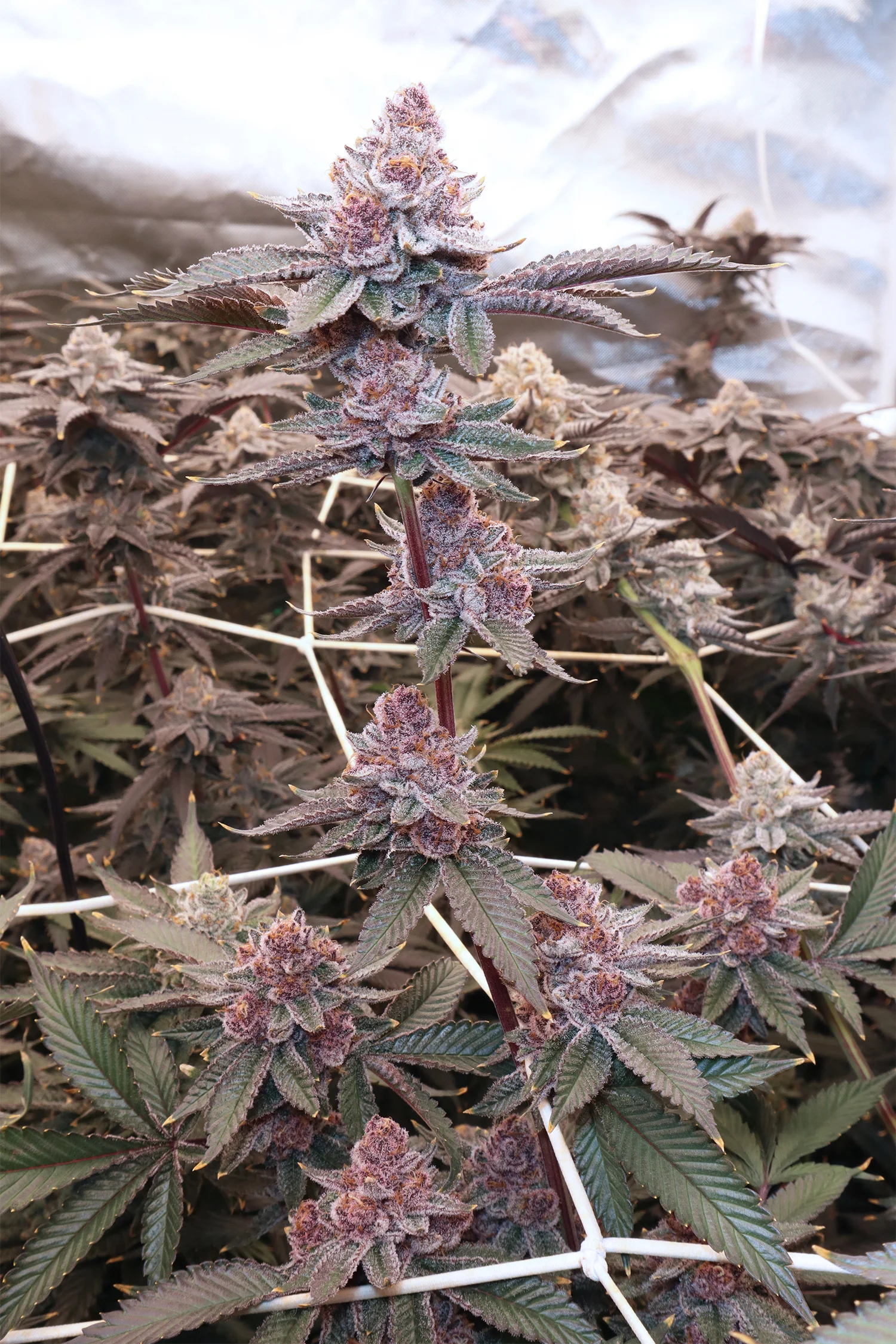 Tropicana Cherry [Clone] - Image 6