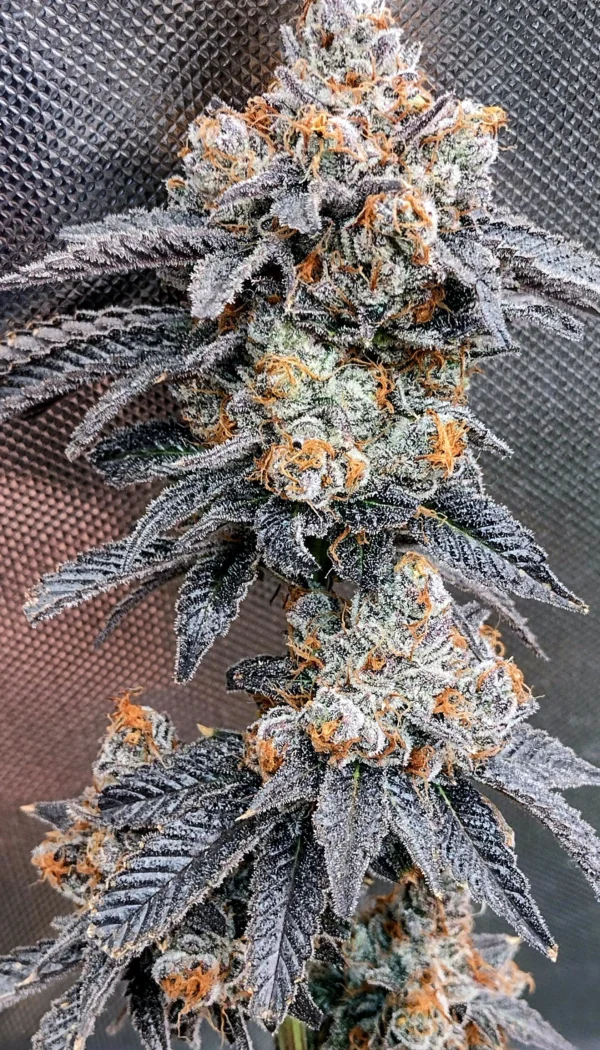 Dope Boy [Clone]