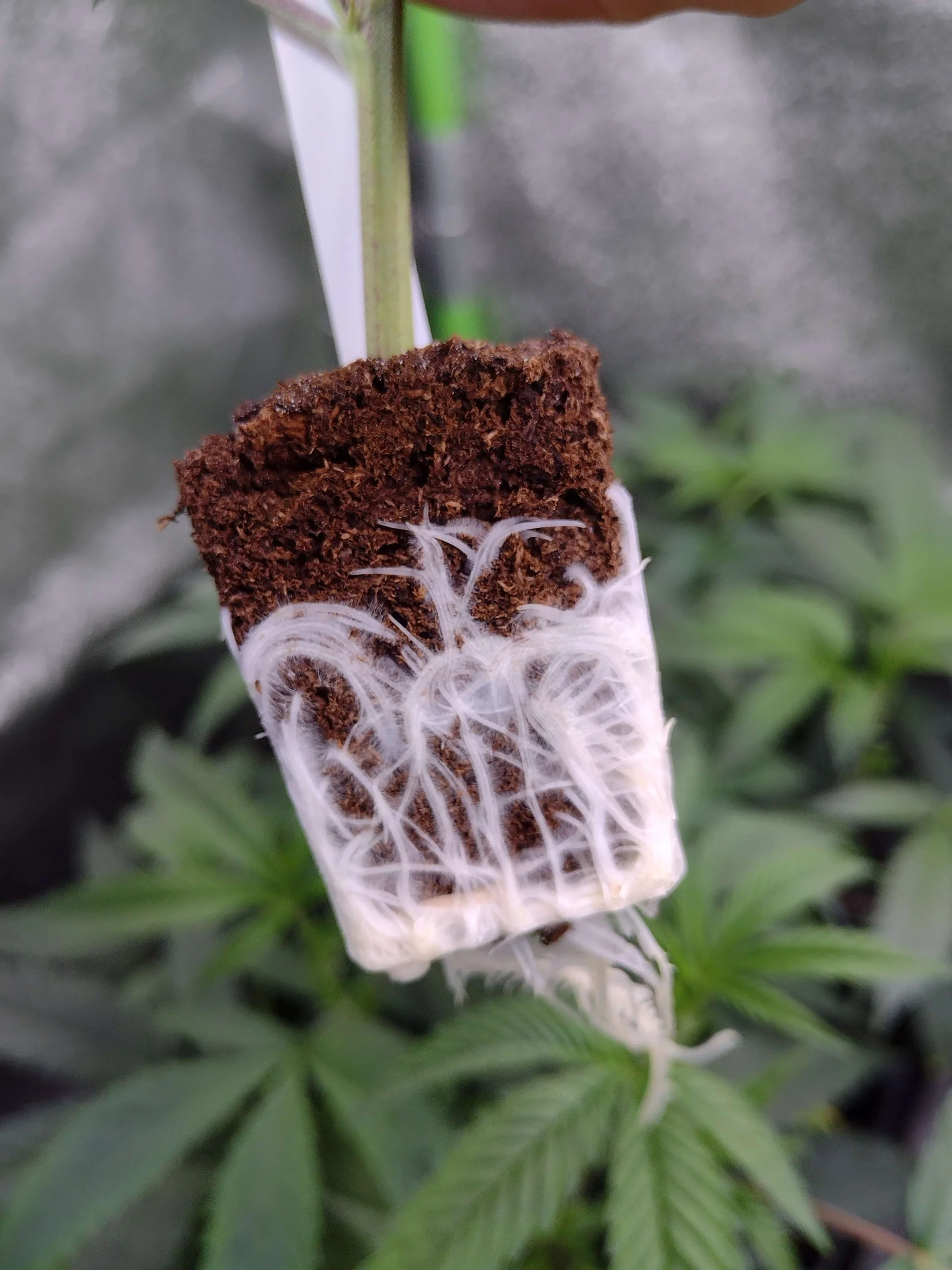 Dope Boy [Clone] - Image 5