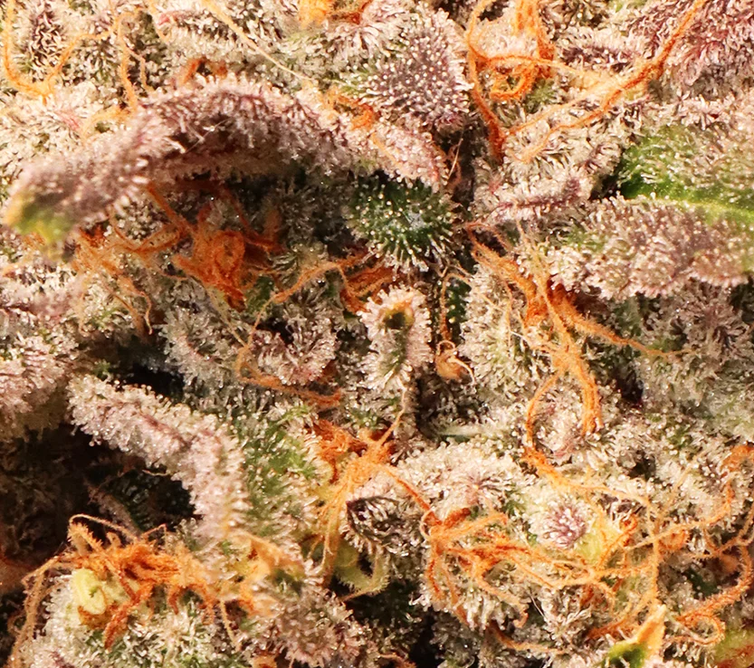 Dope Boy [Clone] - Image 4