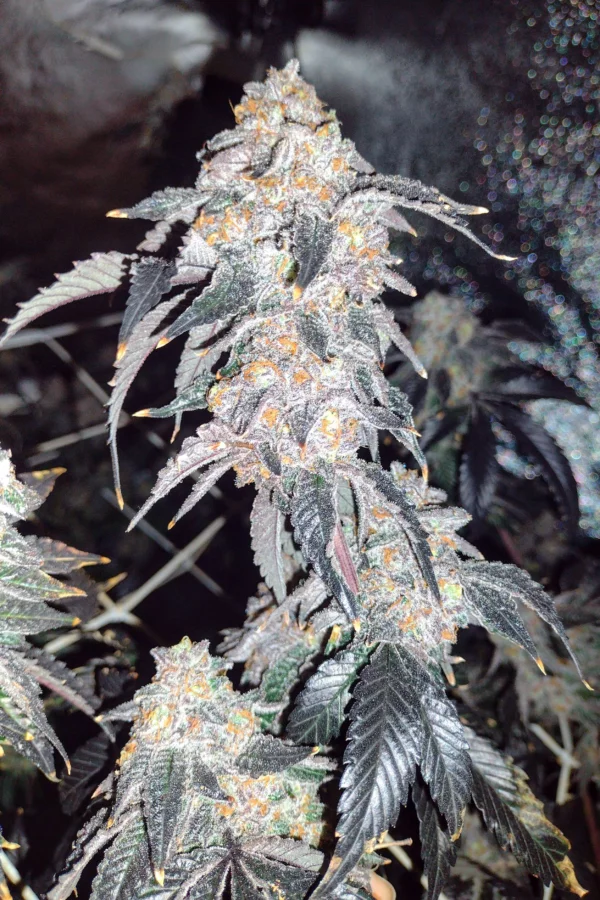 Zoap [Clone] - Image 5