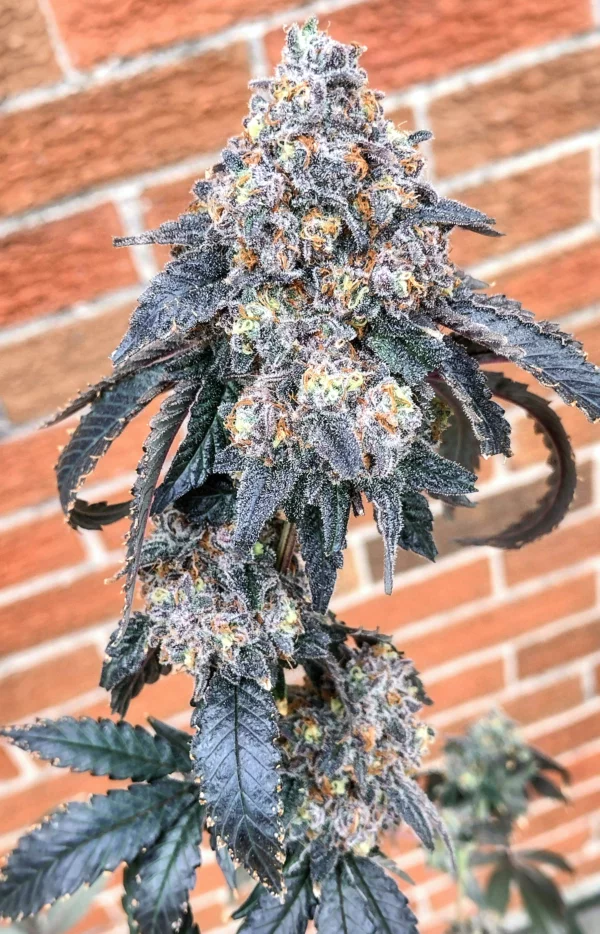 Zoap [Clone]