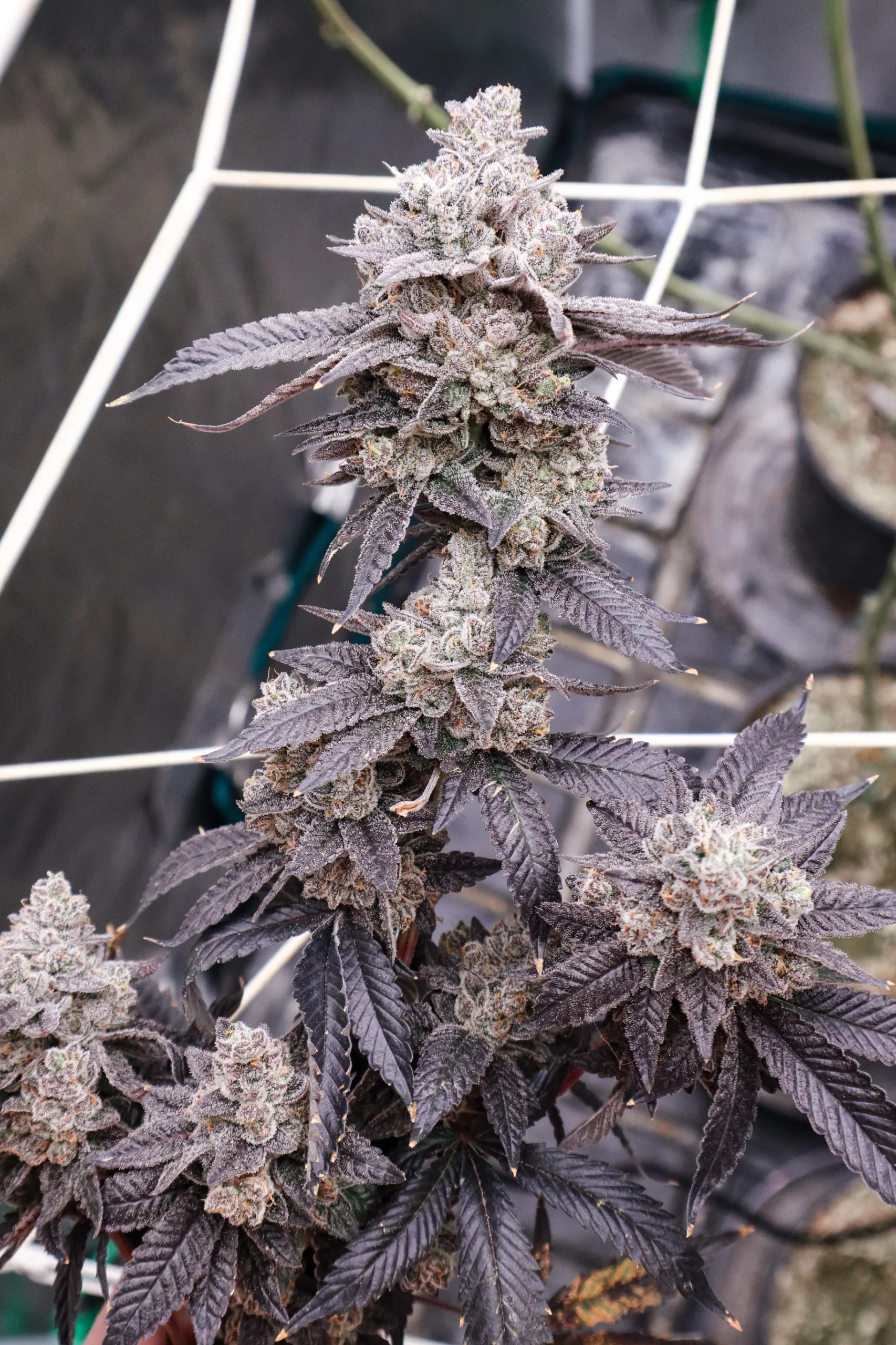 Fudge Truffle [Clone]