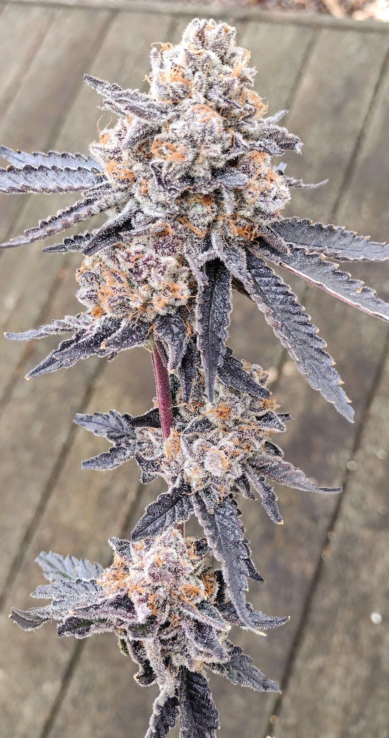 GMO S1/ Chem Cookies [Clone] - Cannabis Seeds and Clones: ZP Strains