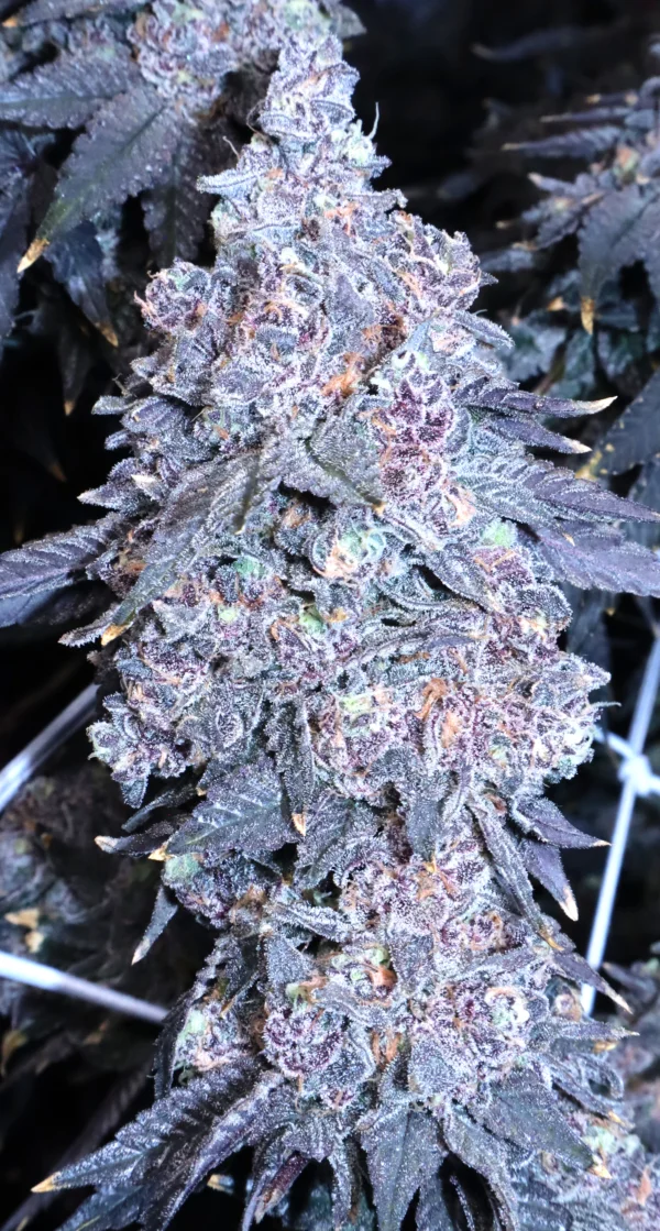 Gush Mints [Clone] - Image 5