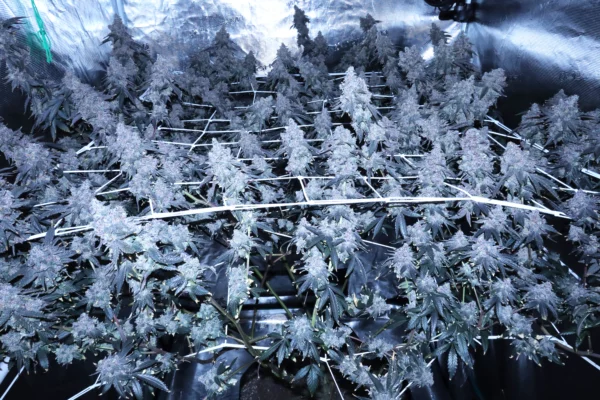 Gush Mints [Clone] - Image 3