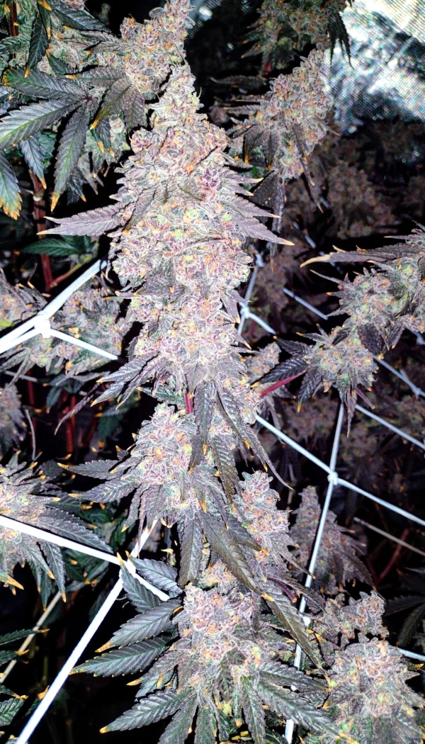 Gush Mints [Clone]
