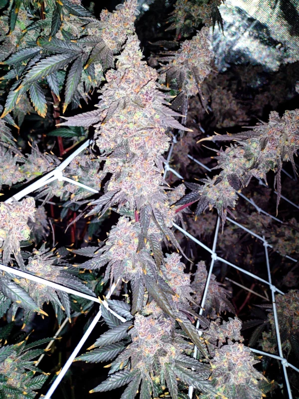 Gush Mints [Clone]