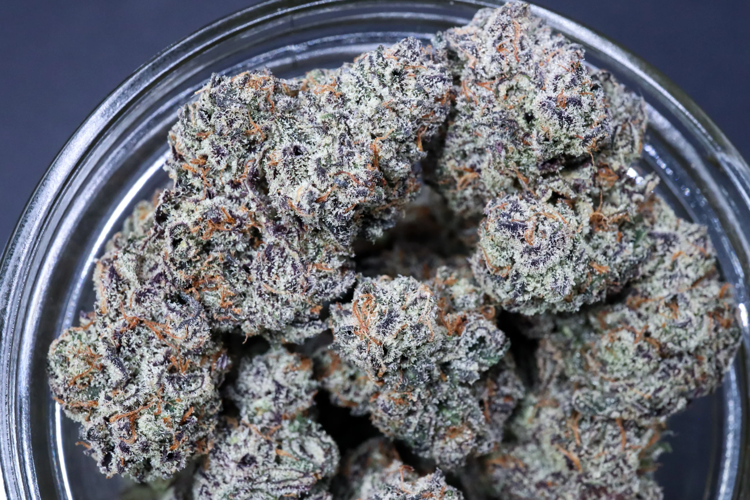 Gorilla Butter F2/White Truffle [Clone] - Image 2