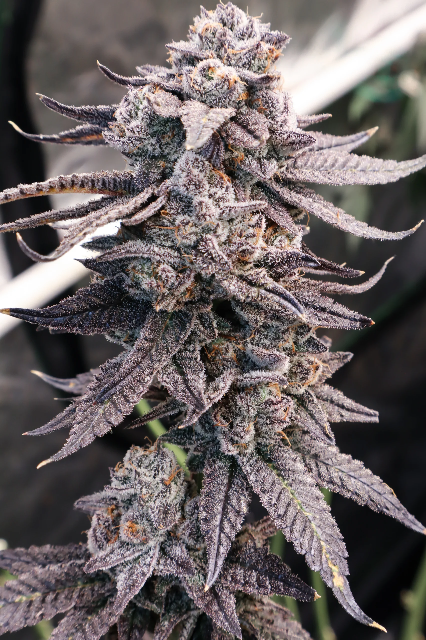 Gorilla Butter F2/White Truffle [Clone]
