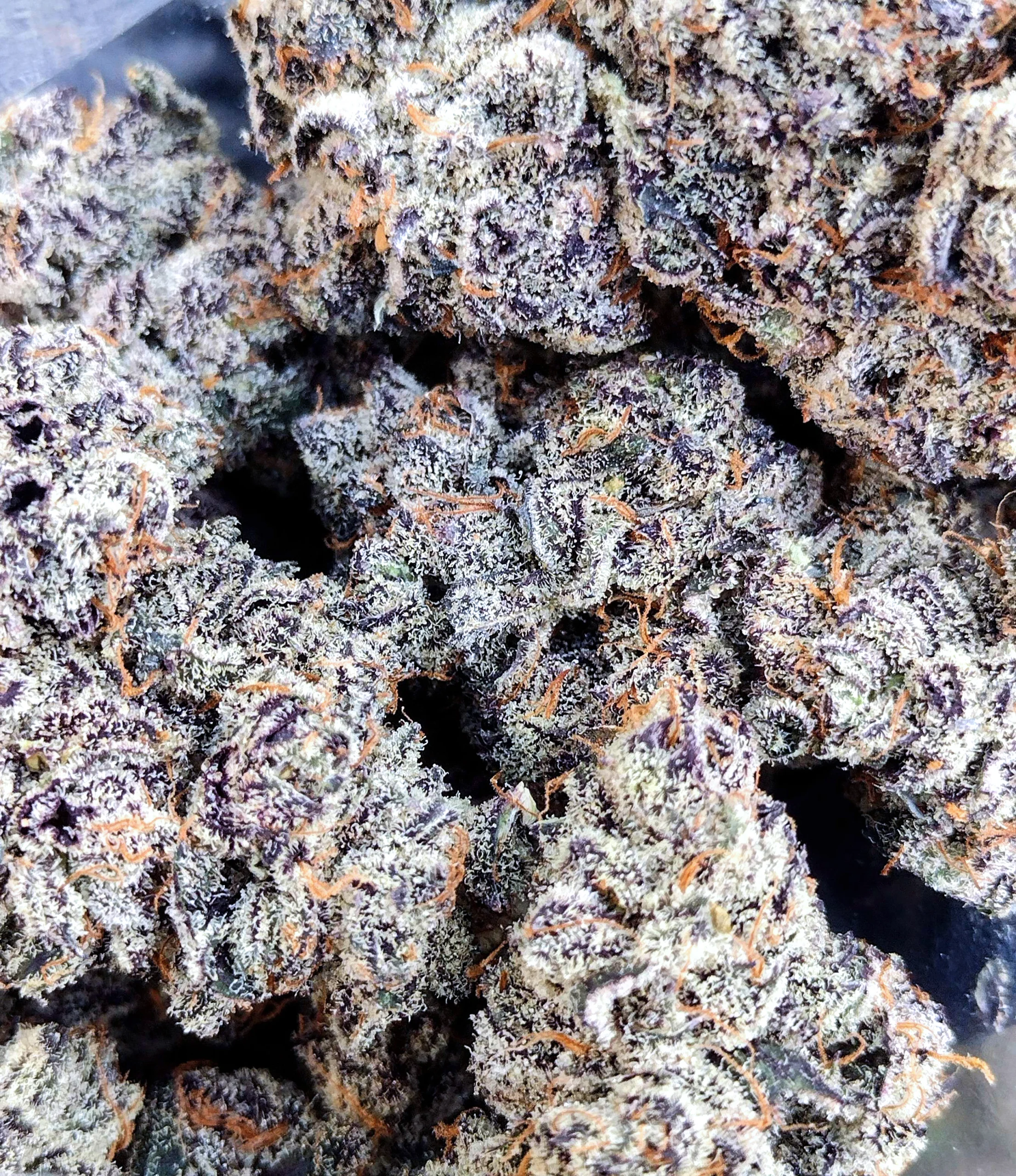 Gorilla Butter F2/White Truffle [Clone] - Image 5