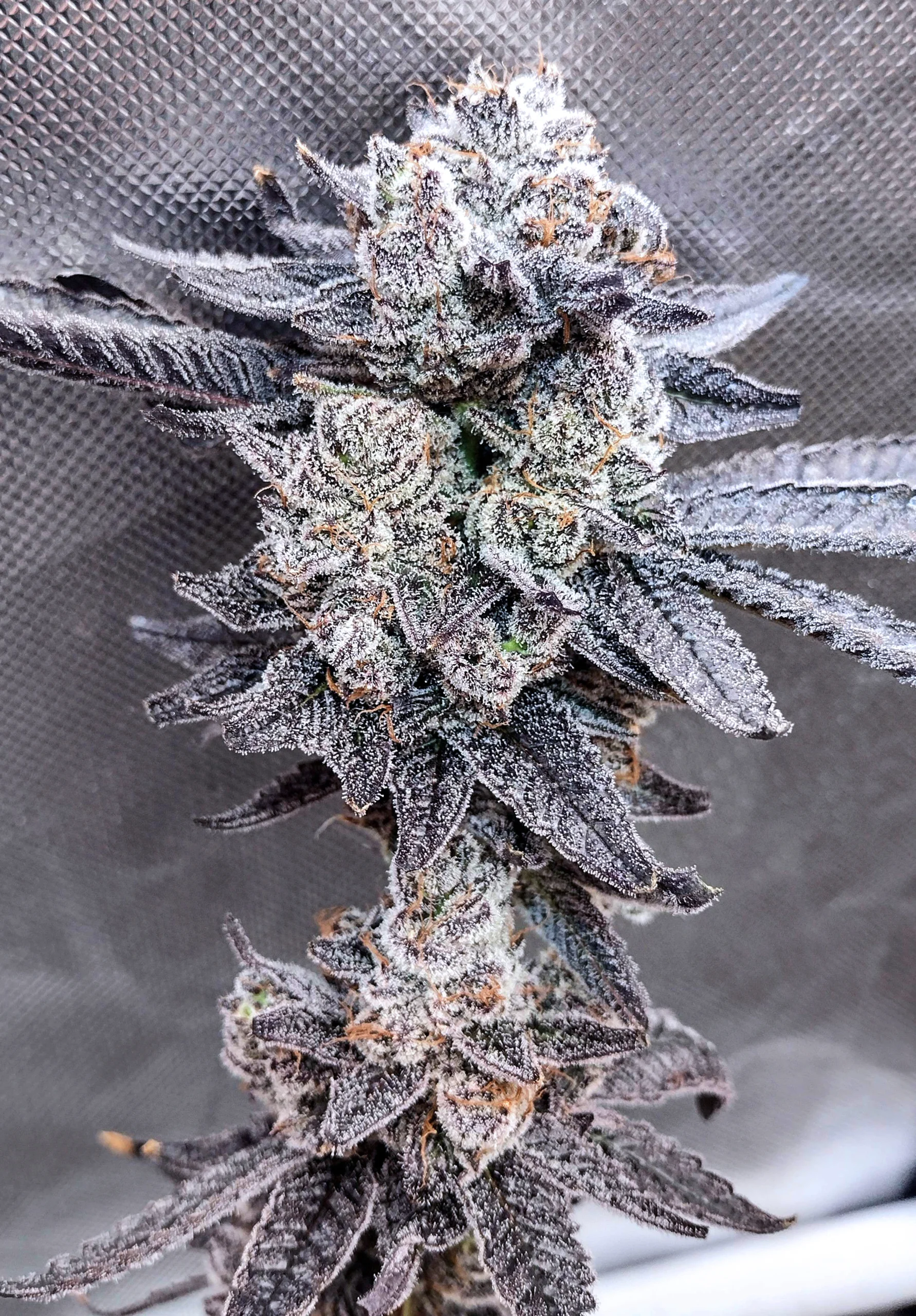 Gorilla Butter F2/White Truffle [Clone] - Image 4