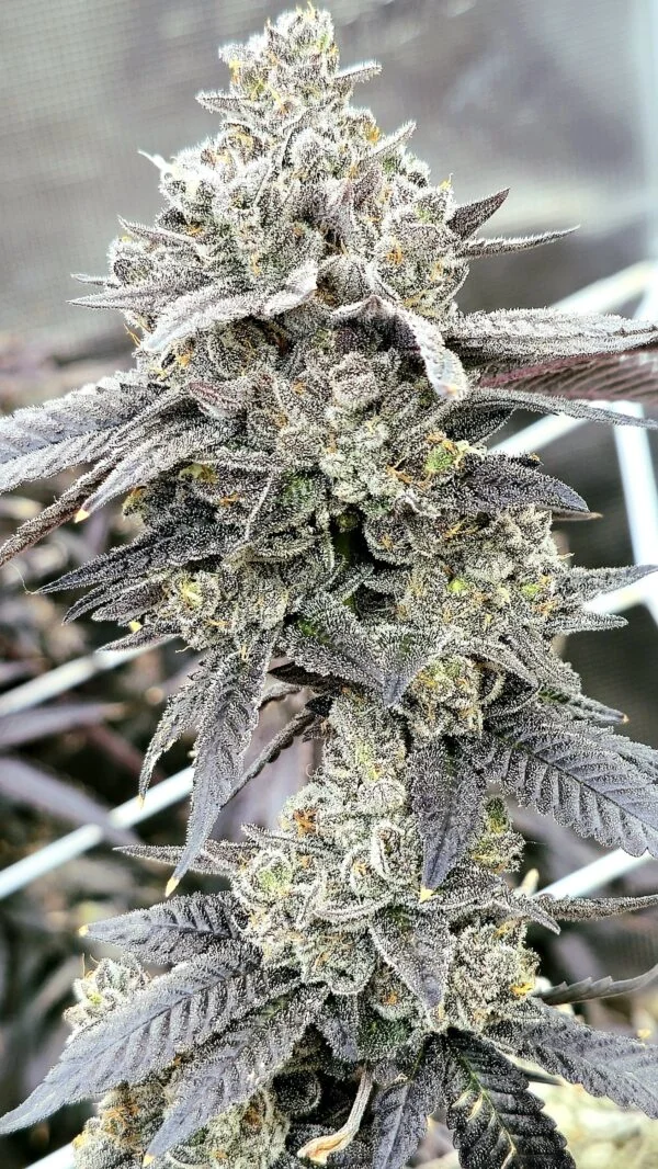Fudge Truffle [Clone] - Image 3