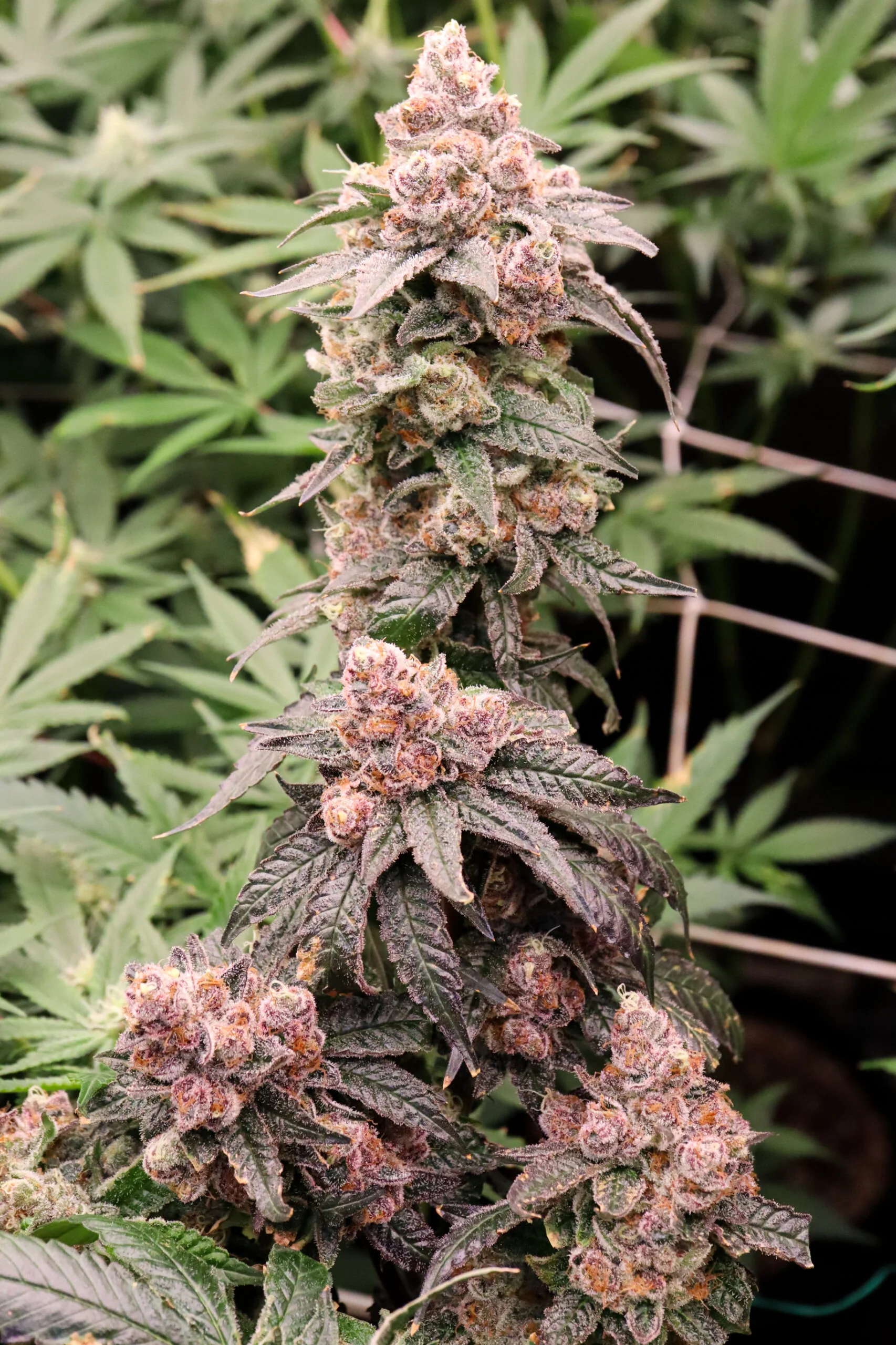 Blockberry [Clone] - Image 5