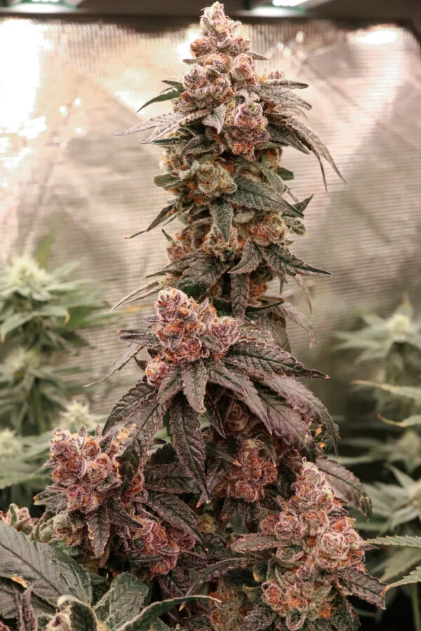 Blockberry [Clone]